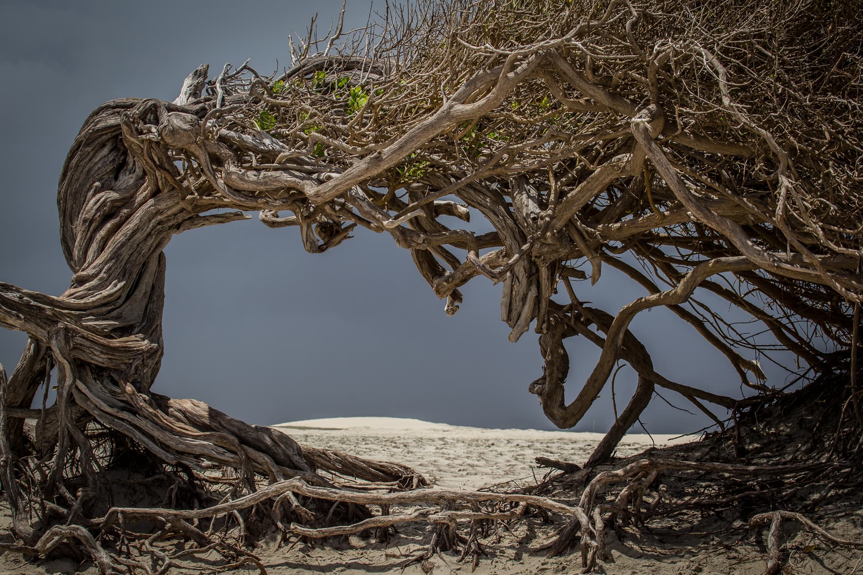 Árvore da Preguiça, Jericoacoara