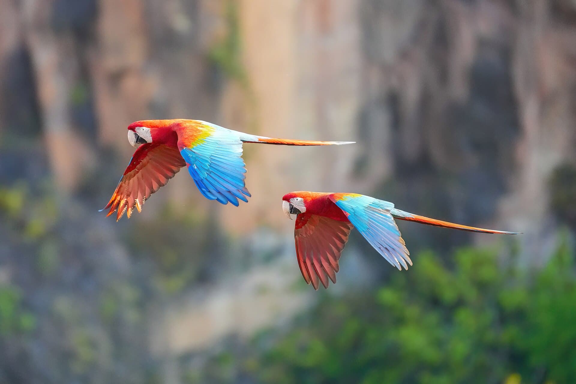 189 Red and green macaw couple flying in Chapada dos Guimarães National Park Photo by Giles Laurent