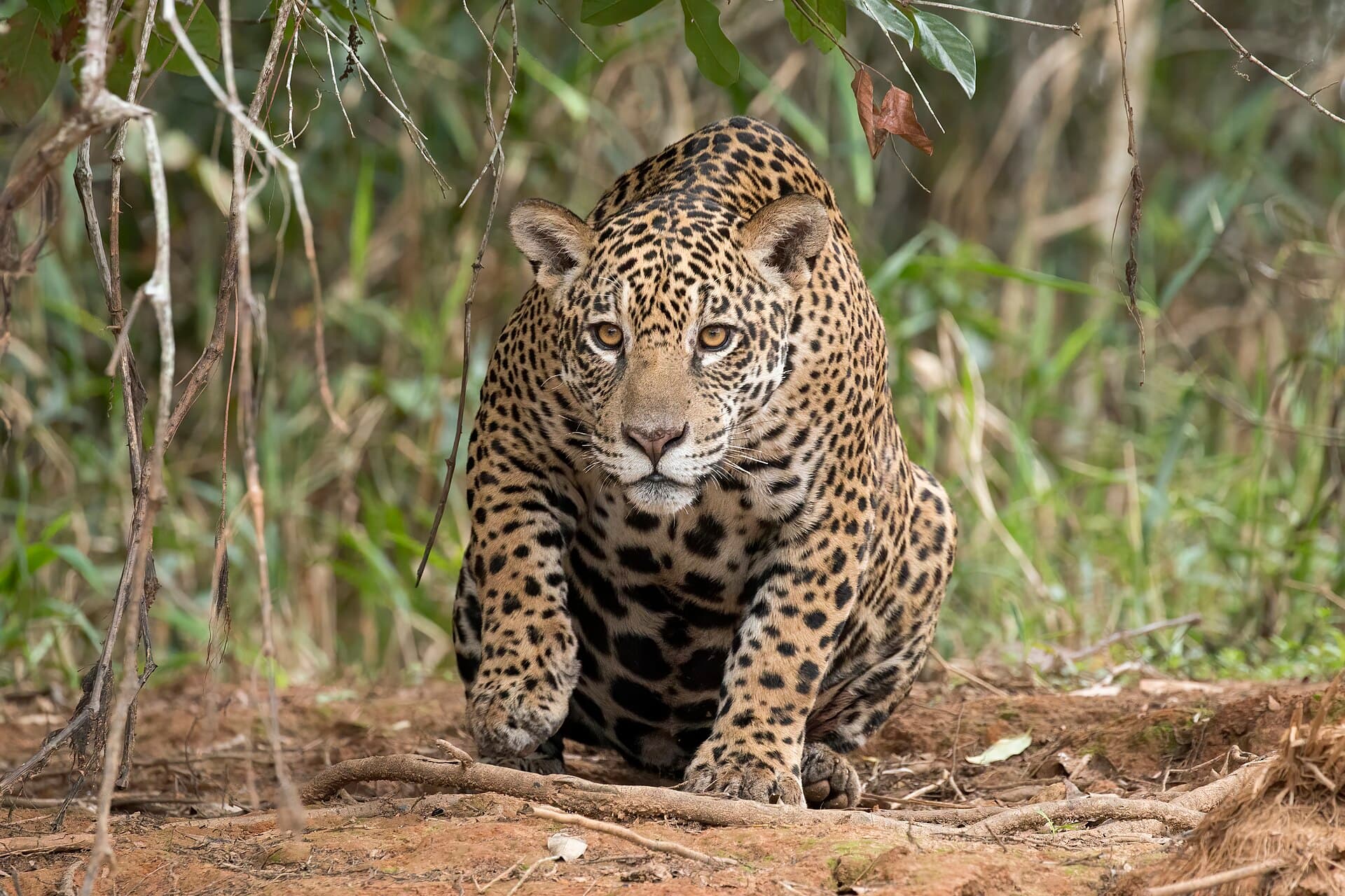 Jaguar (Panthera onca palustris) female Piquiri River 2